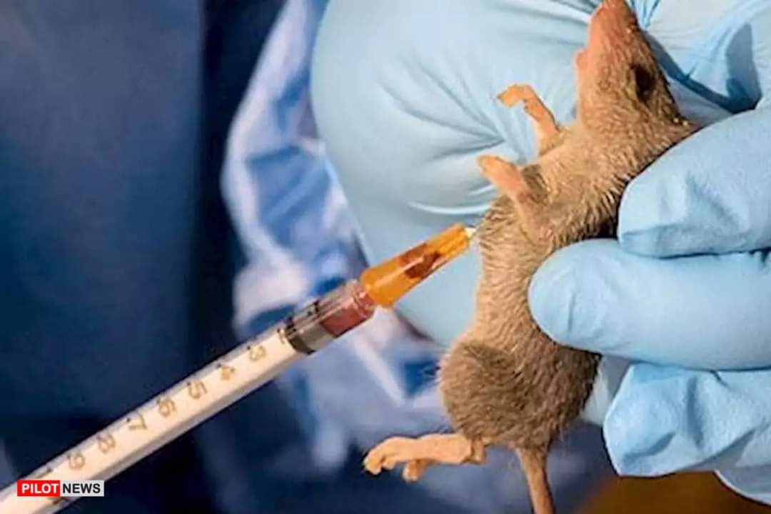 LASSA FEVER: Ondo Records 107 Cases, 8 Deaths