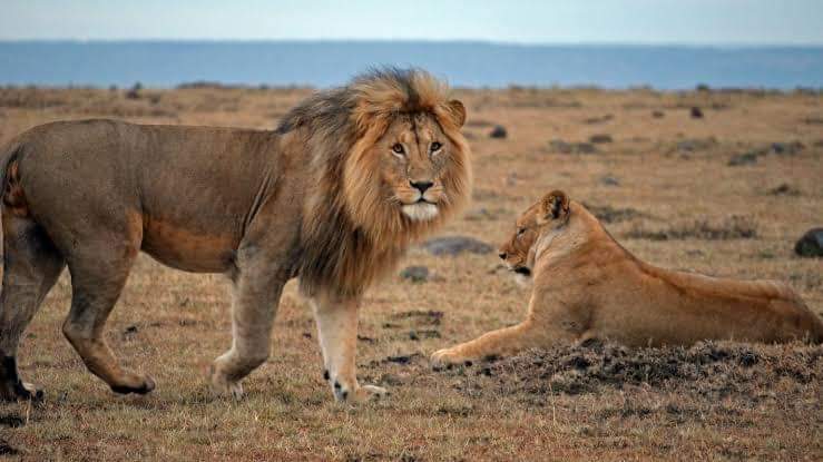 BREAKING NEWS: Lion Kills OAU Staff
