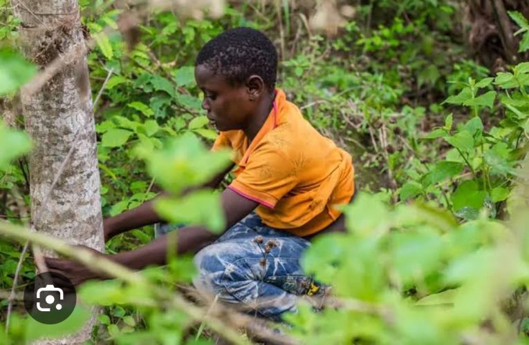 UNICEF Reaffirms Commitment To Eradicate Open Defecation In Nigeria