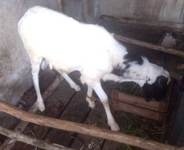 Mystery : Ram Reportedly Gives Birth to Half-Human Creature